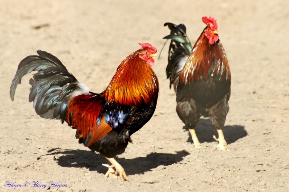 Kleurige Hanen - Vogels - Haan