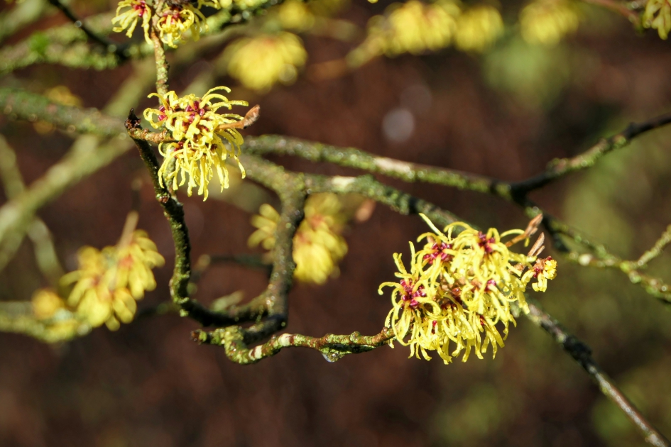 Kleurrijk - Planten - Toverlaar