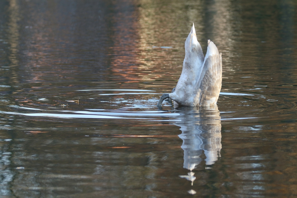 knobbelzwaan - 1ste winter- - Vogels - knobbelzwaan