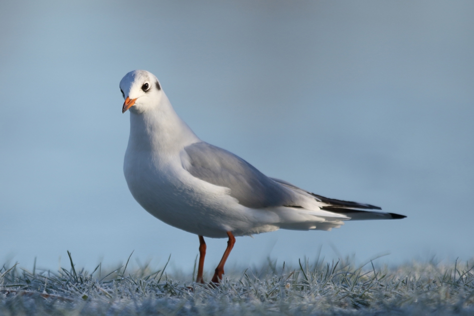 kokmeeuw - Vogels - kokmeeuw