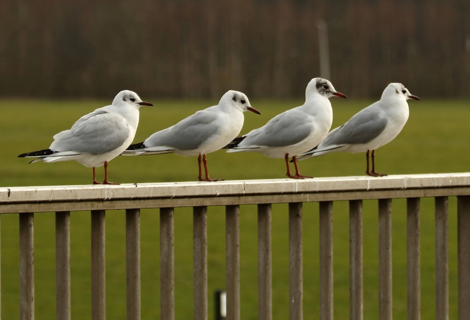 kokmeeuw - Vogels - kokmeeuw