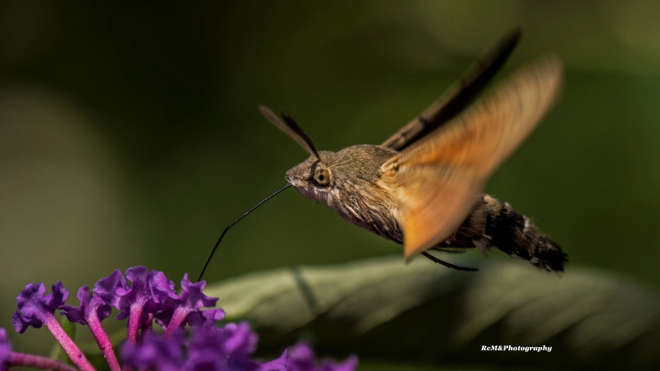Kolibrievlinder. - Geleedpotigen - Kolibrievlinder.