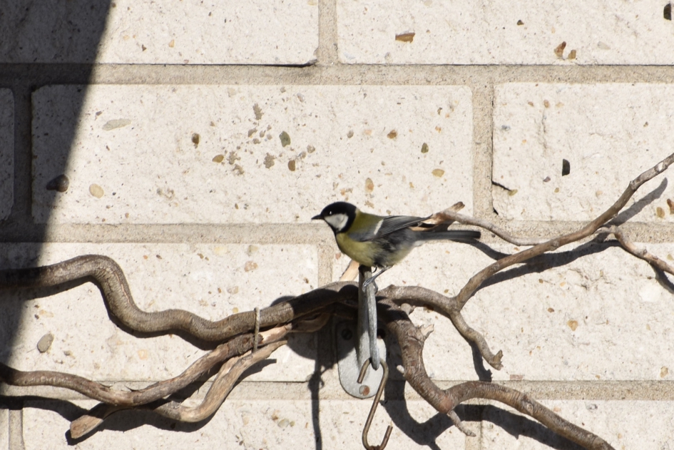 Koolmees op ons balkon - Vogels - 