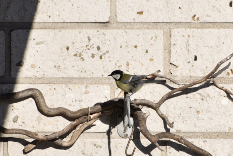 Koolmees op ons balkon