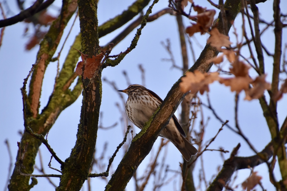 Koperwiek - Vogels - 