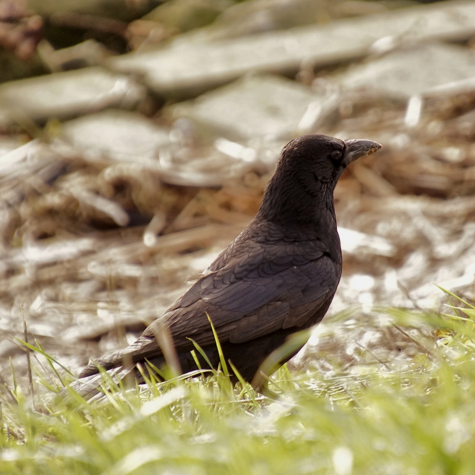 Kraai - Vogels - Kraai