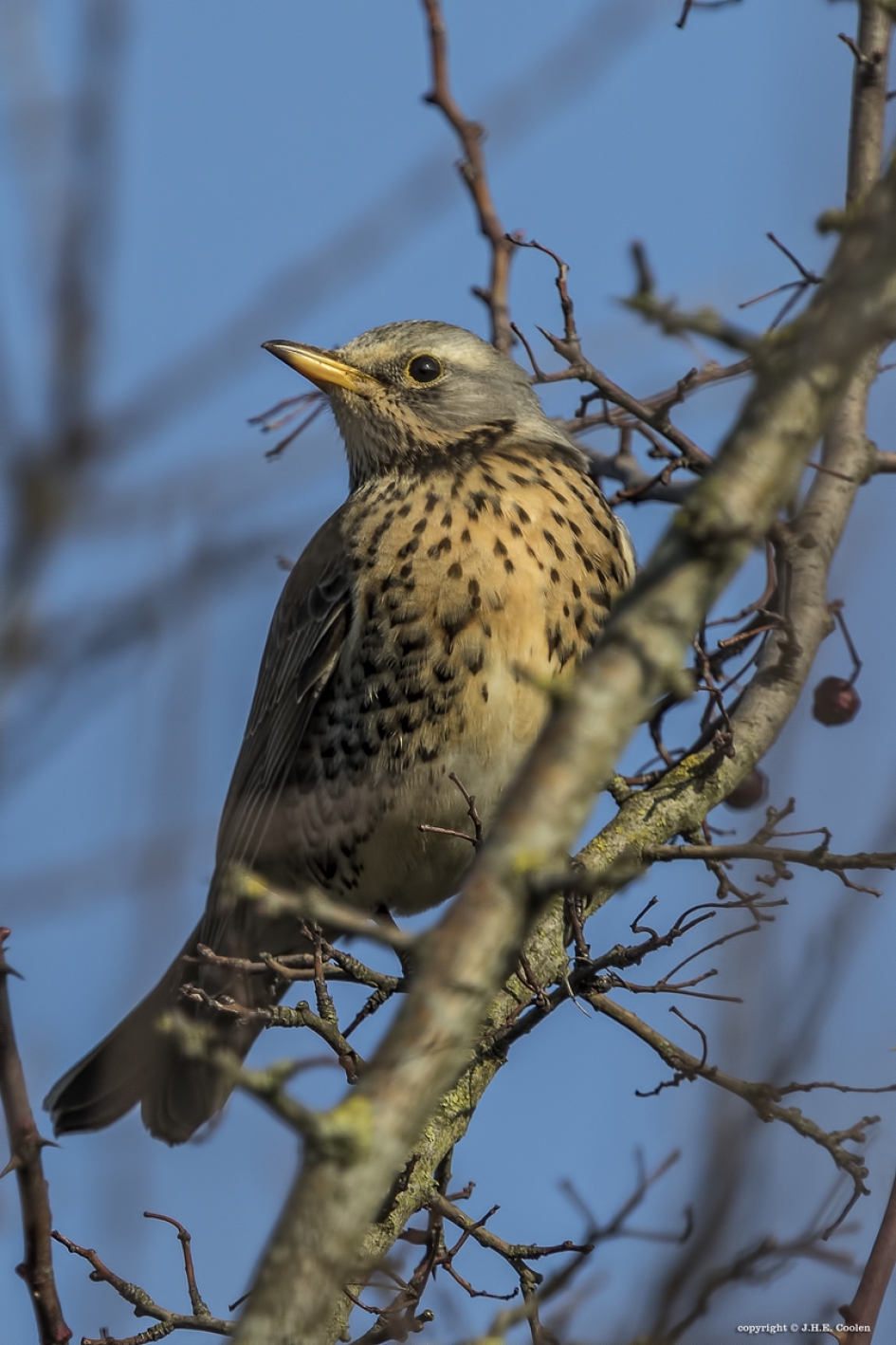 Kramsvogel - Vogels - Kramsvogel