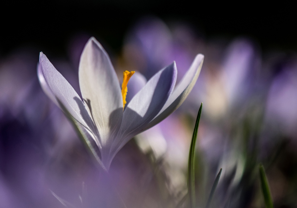 Krokus. - Planten - Krokus.