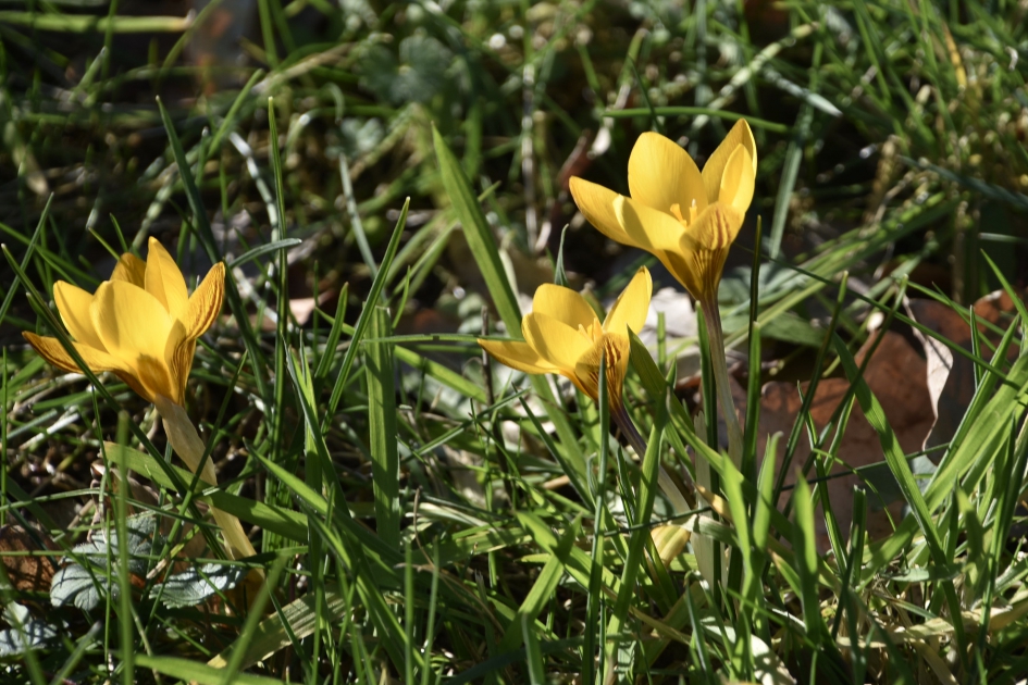 Krokus van vorige foto - Planten - 