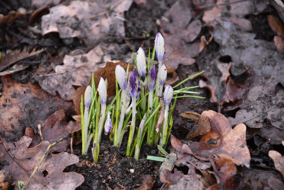 Krokussen - Planten - 