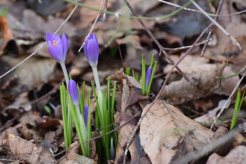 Krokussen - Planten - 