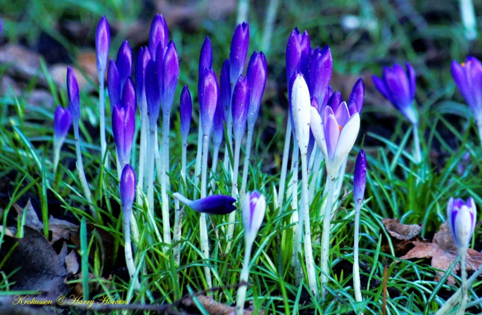 Krokussen - Planten - Krokussen...