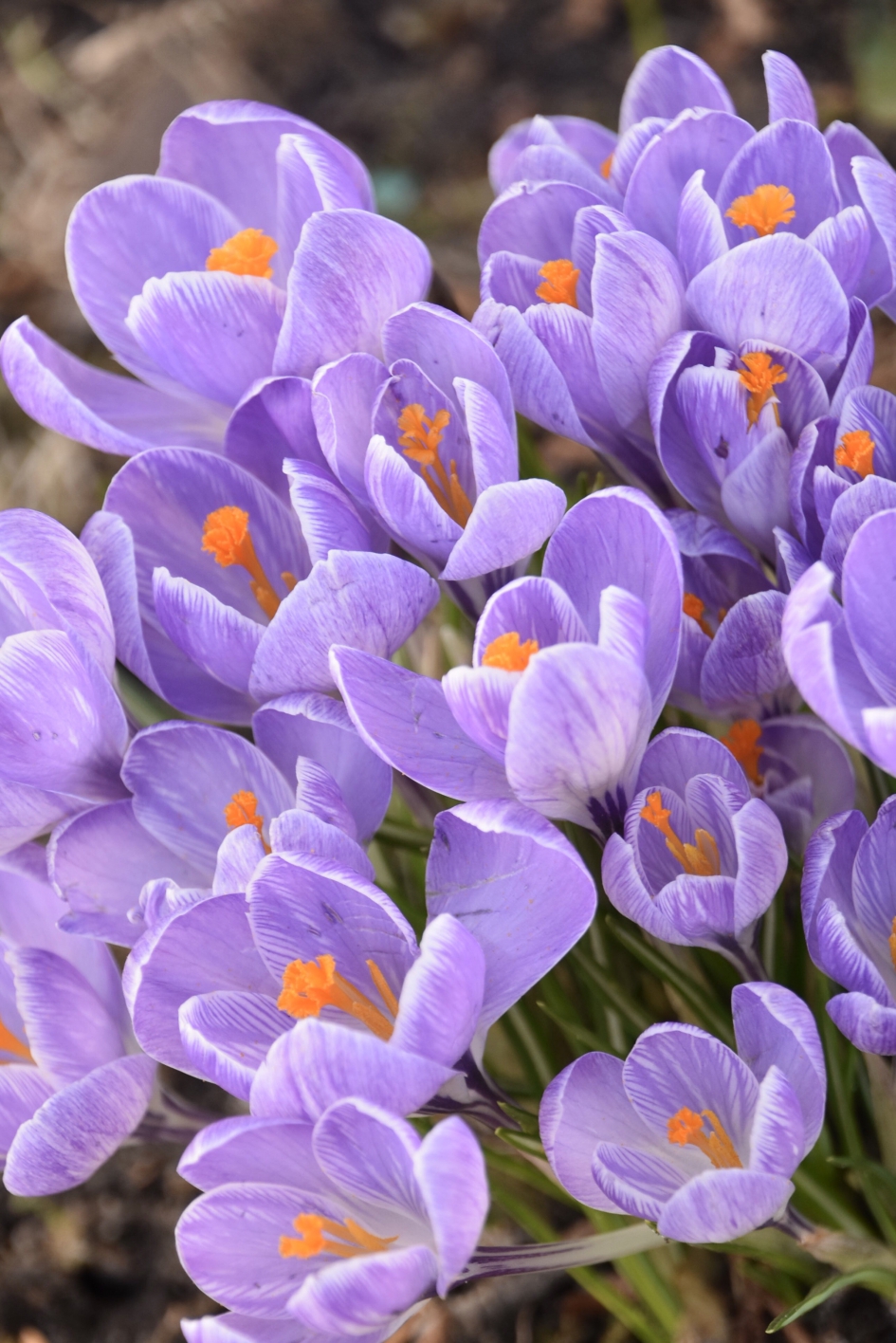 Krokussen - Planten - 