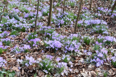 Krokussen aan de rand van een bospad