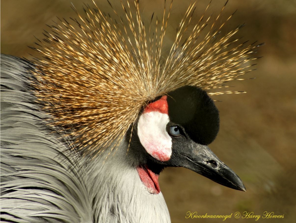 Kroonkraanvogel. - Vogels - Kroonkraanvogel