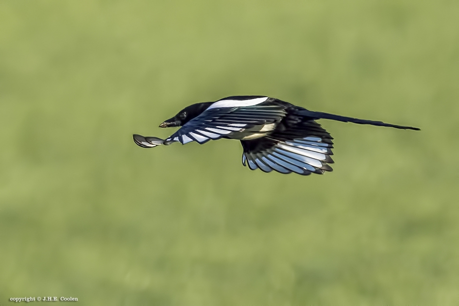 Laagvlieger - Vogels - Ekster