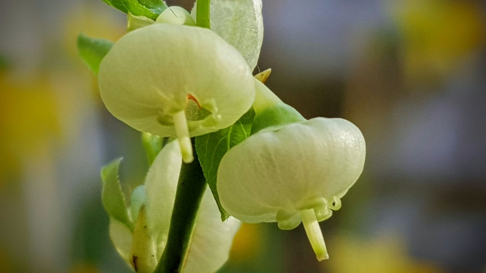 "Lampionnetjes" - Planten - Bosbes