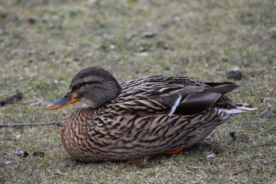 Lekker lui - Vogels - 