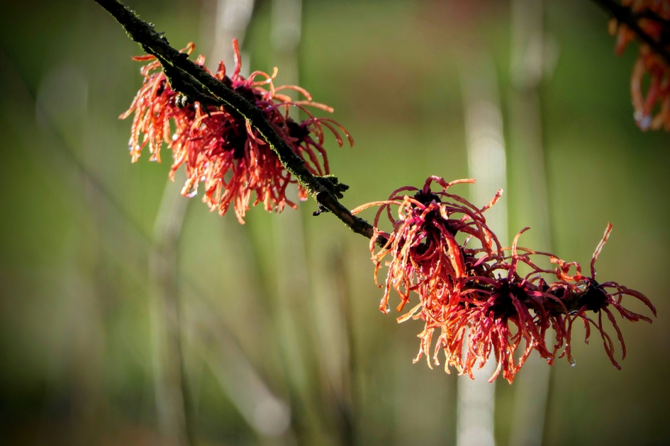 Lentegevoel. - Planten - Toverhazelaar