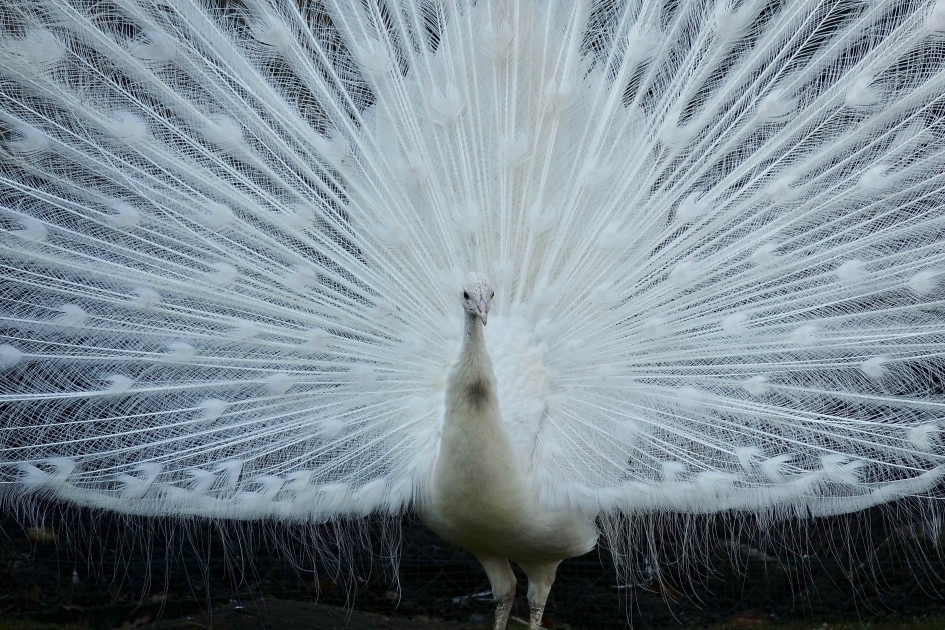 Lentegevoel - Vogels - Pauw
