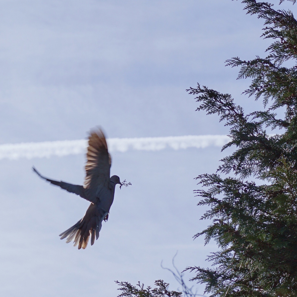 Lentekriebels! - Vogels - Duif