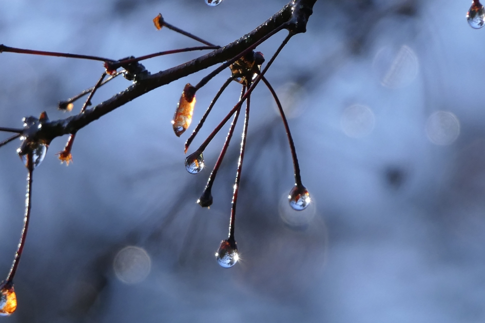 "Lichtjes" - Planten - 