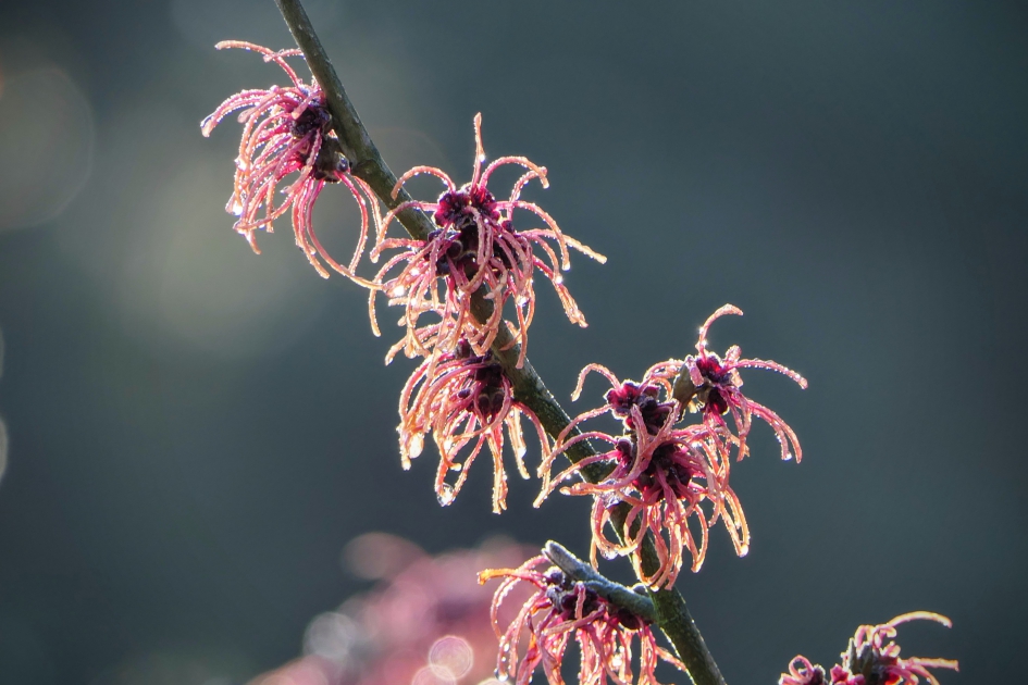 Magisch - Planten - Toverhazelaar
