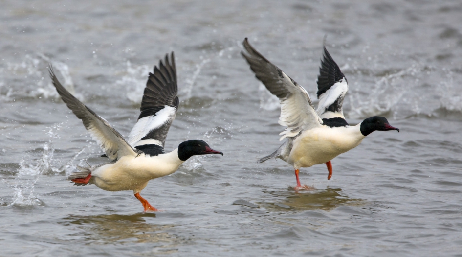 Mannen in beweging ... - Vogels - Grote Zaagbek