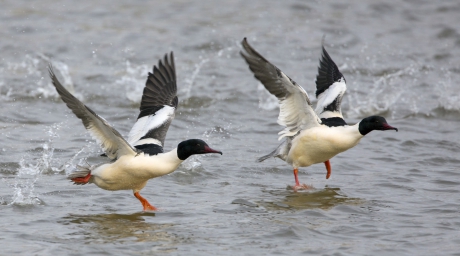 Mannen in beweging ...