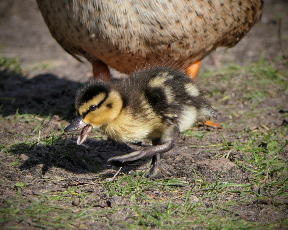 "Marcheren" - Vogels - Wilde eend