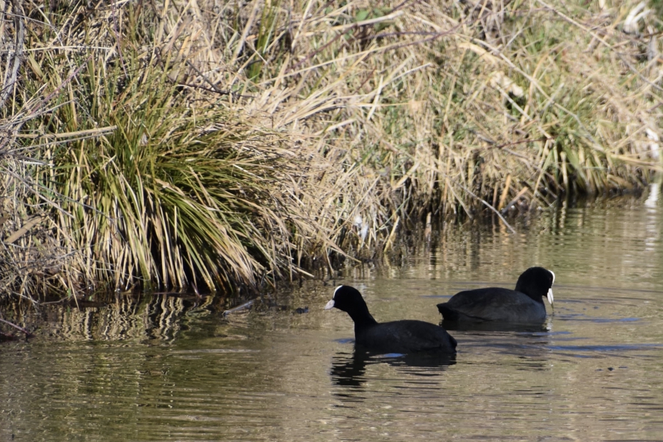 Meerkoetjes - Vogels - 