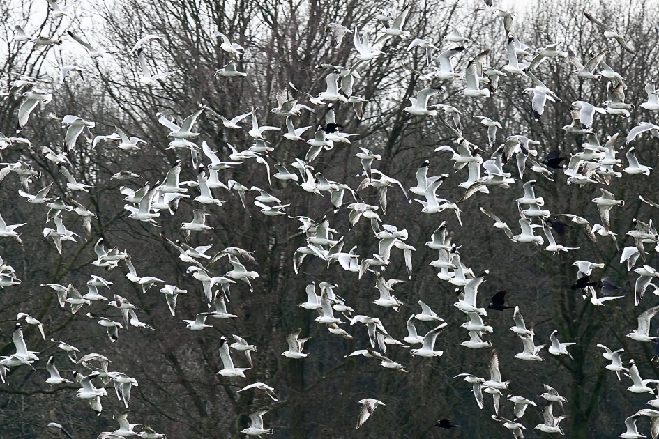 Meeuwenwolk - Vogels - 