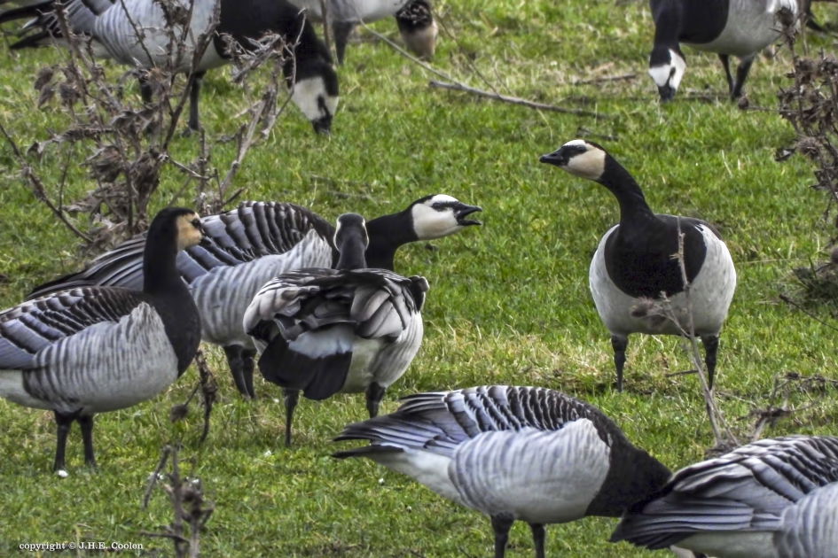 Menselijk gedrag... - Vogels - Brandgans