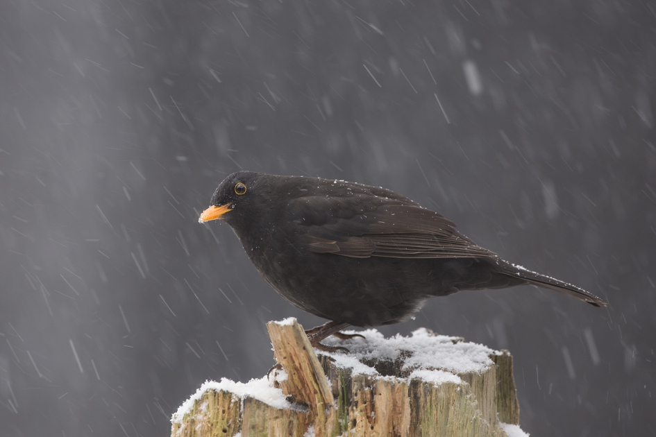 Merel in sneeuwbuitje - Vogels - Merel