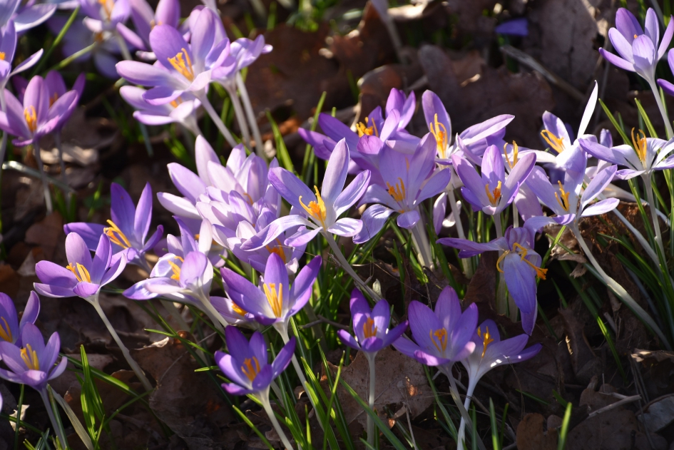 Met het gezicht naar de zon! - Planten - 