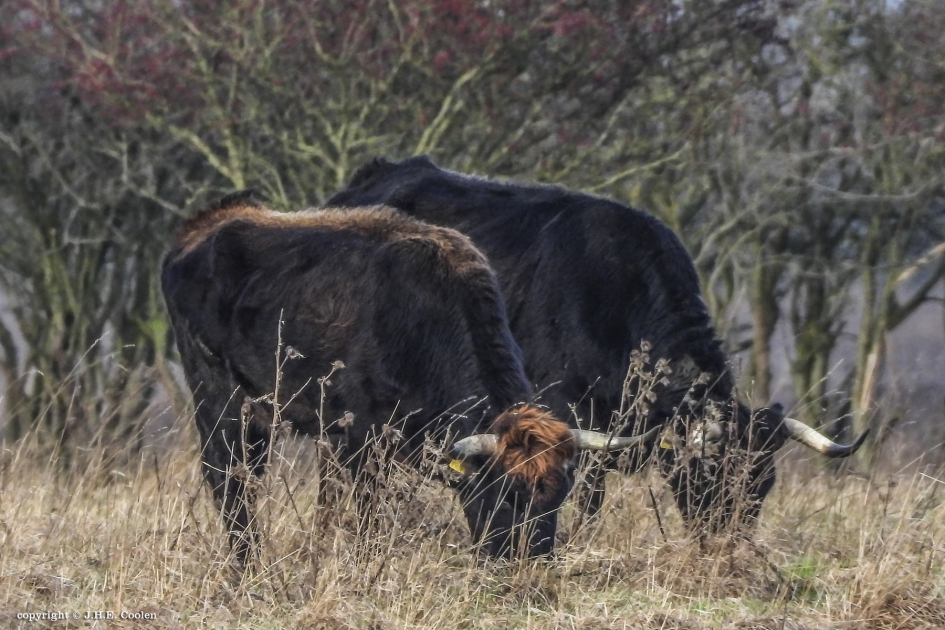 Met je moeder..... - Zoogdieren - Taurusrund