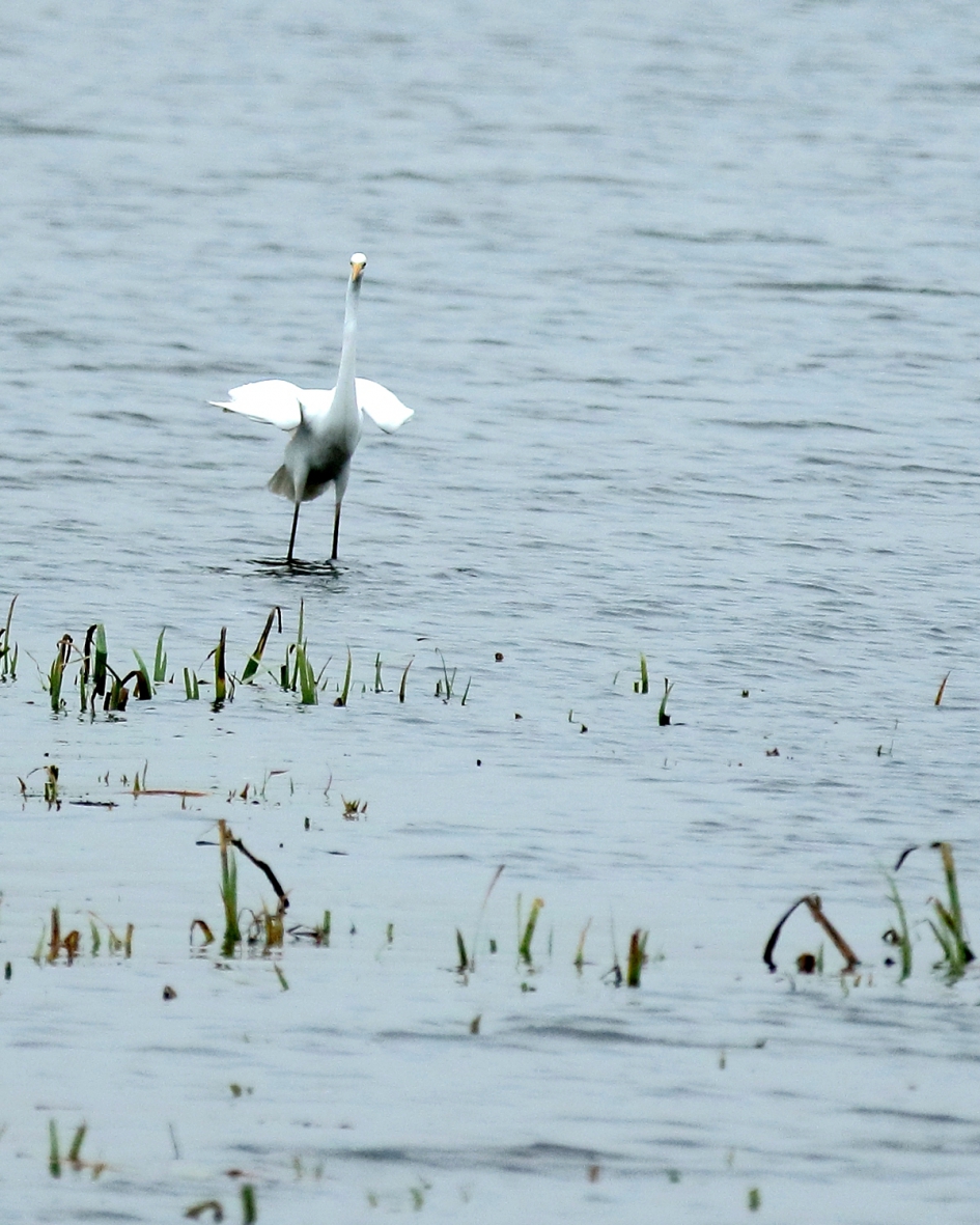 mini-vleugels - Vogels - grote zilverreiger