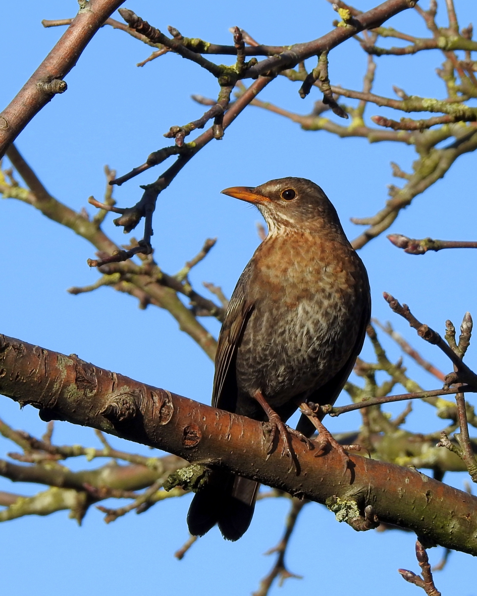 Miss Merel - Vogels - Merel
