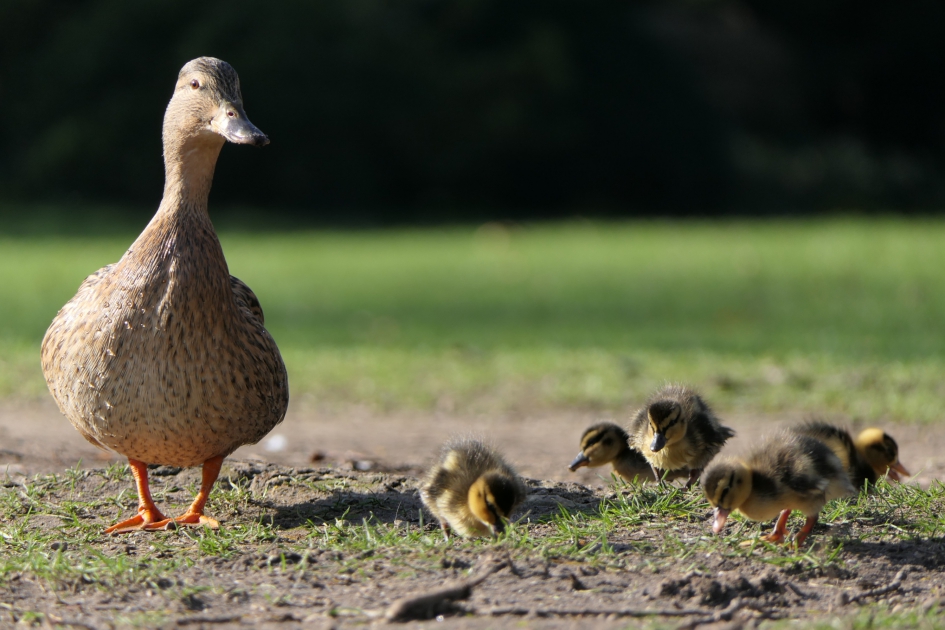 Moeder met kroost - Vogels - Wilde eend