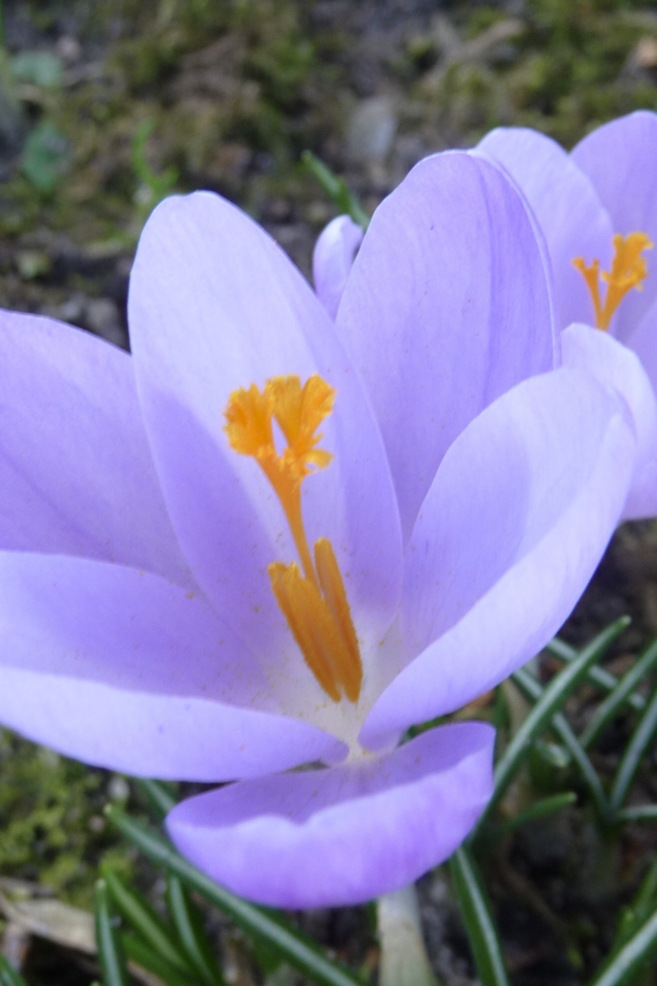 Mooi hart - Planten - 