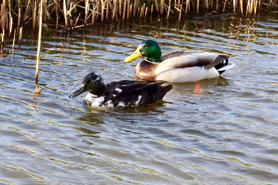 Mooi koppel - Vogels - 