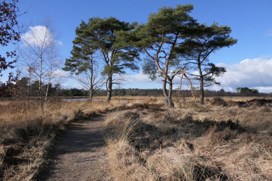 Mooie dag - Weer en landschap - Kalmthoutse heide