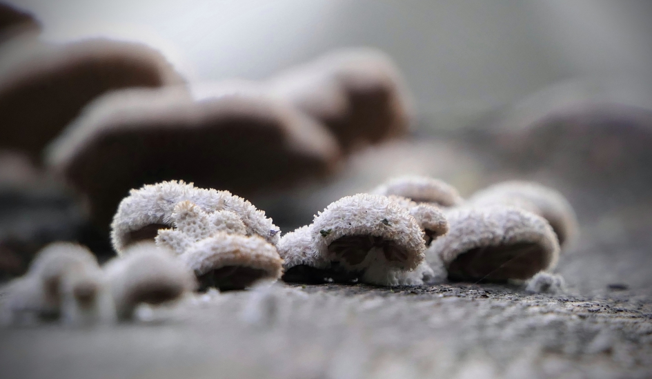 "Mutsenclubje" - Schimmels - Waaiers