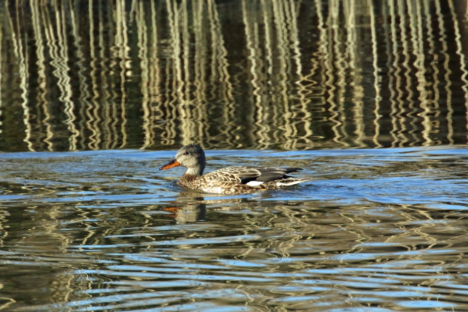 Eén met de omgeving - Vogels - 