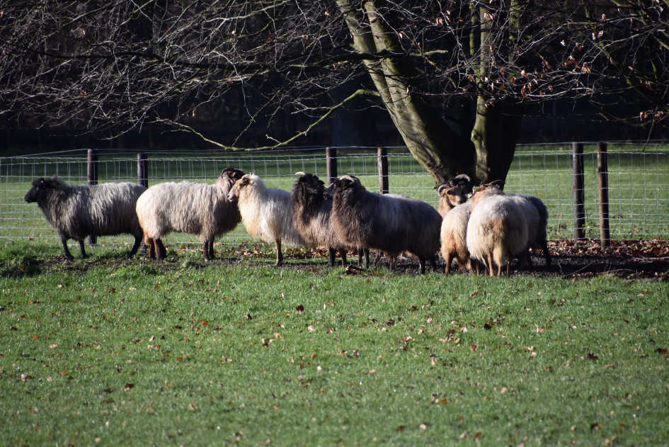 Mooie kudde - Zoogdieren - 