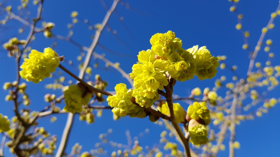 Nagenieten. - Planten - Schijnhazelaar
