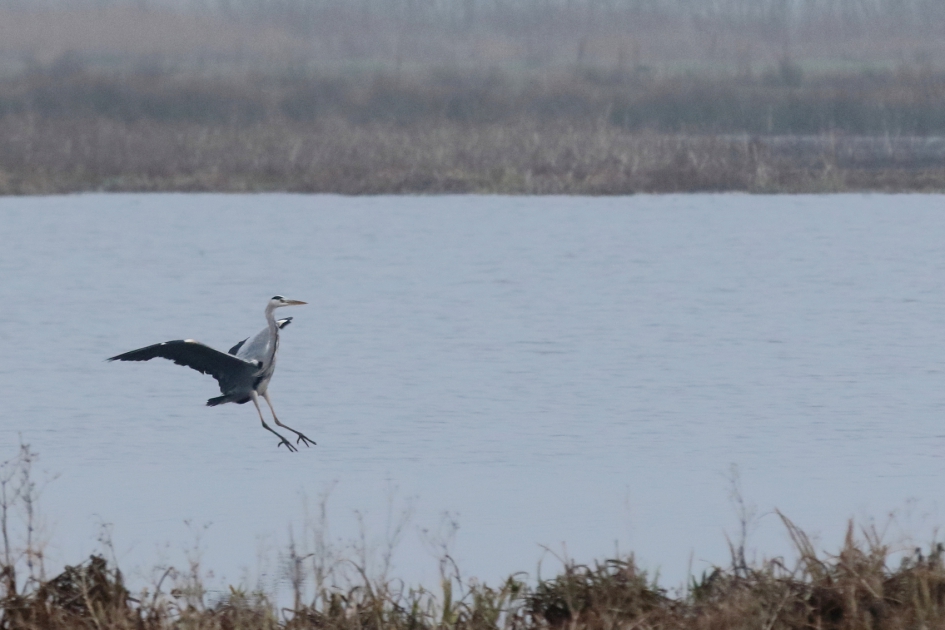 natte landingsbaan - Vogels - blauwe reiger