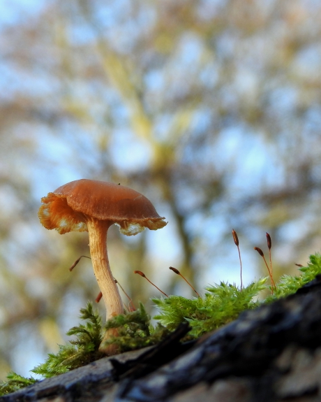 Niet klein te krijgen