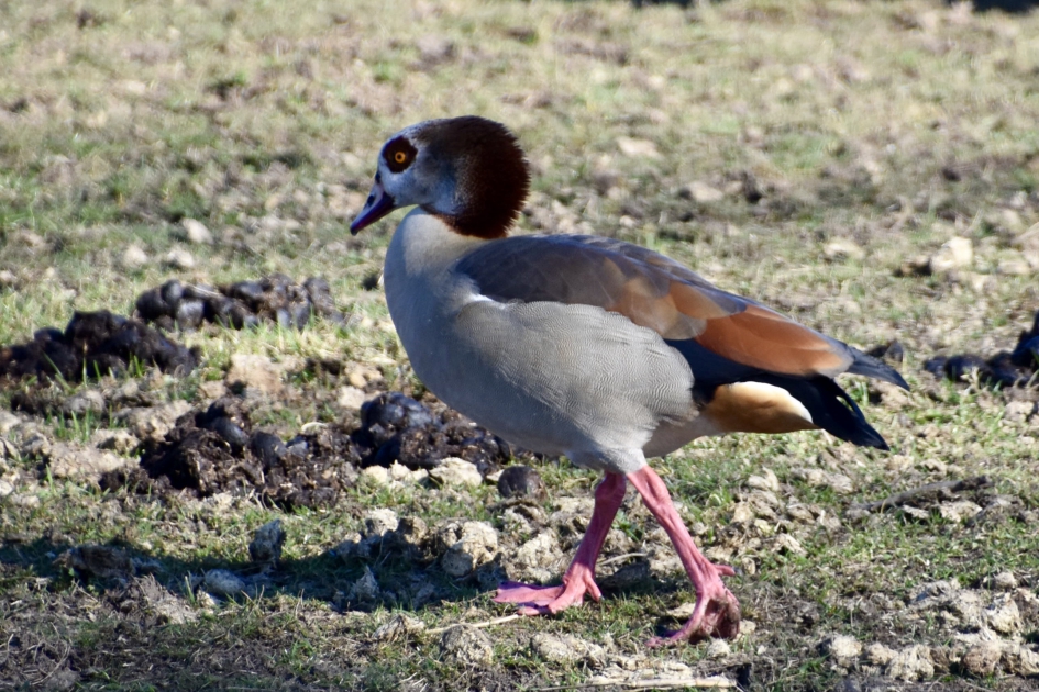 Nijlgans op stap - Vogels - 