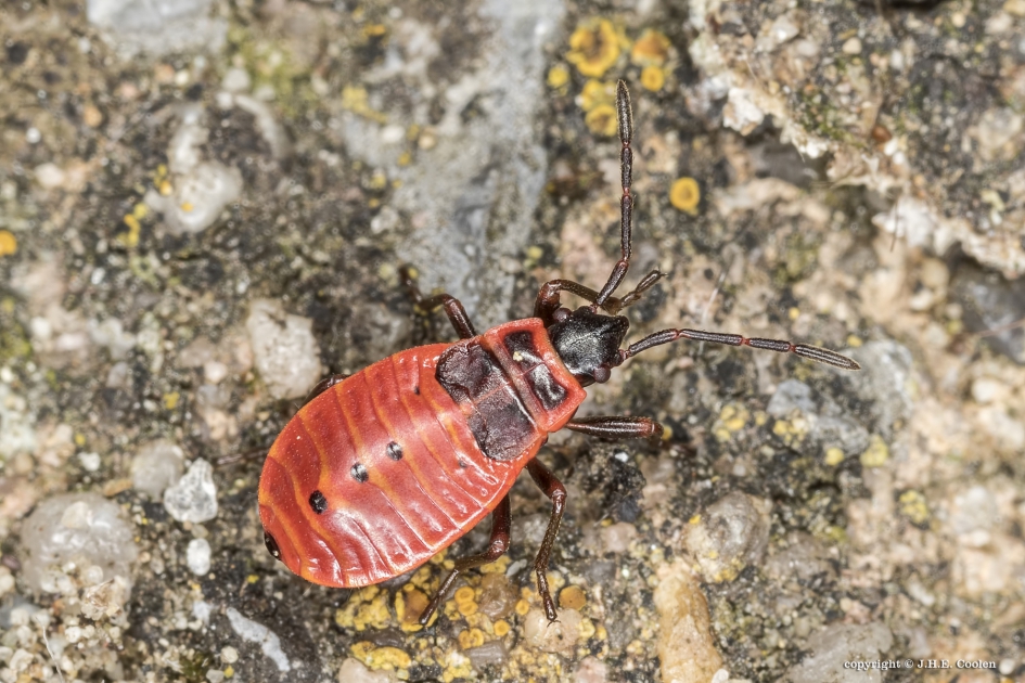 Nimf vuurwants - Geleedpotigen - Vuurwants